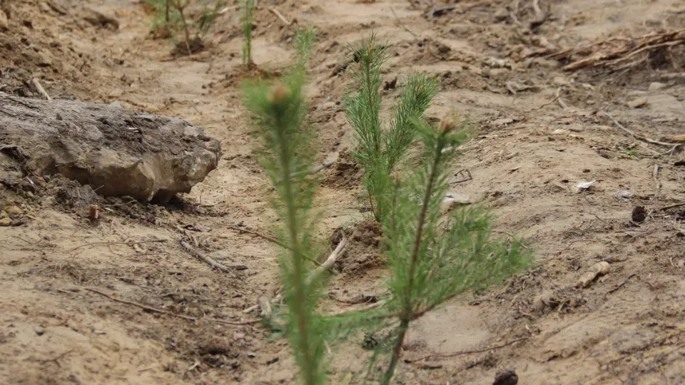 Фото: REGIONS/Василий Тремасов