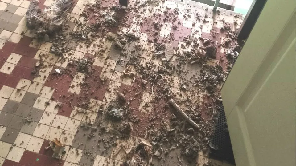 Фото: t.me/Kashira_ZKH