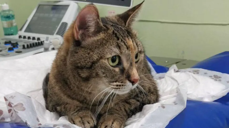 Фото: пресс-служба Министерства сельского хозяйства и продовольствия Московской области