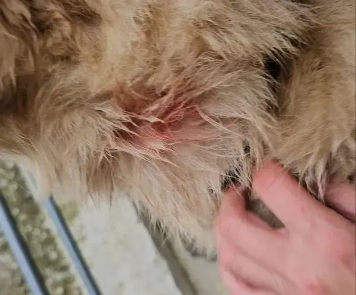 Пострадавший пес. Фото: ТГ-канал «Видный город»/https://t.me/vidno_mos/3138