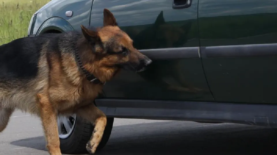 Фото: медиасток.рф