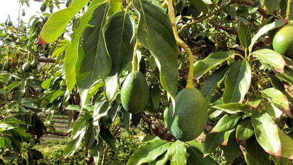 Фото: pxhere.com