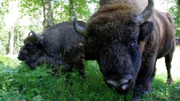 В Приокско-Террасном заповеднике проводятся генетические исследования зубров