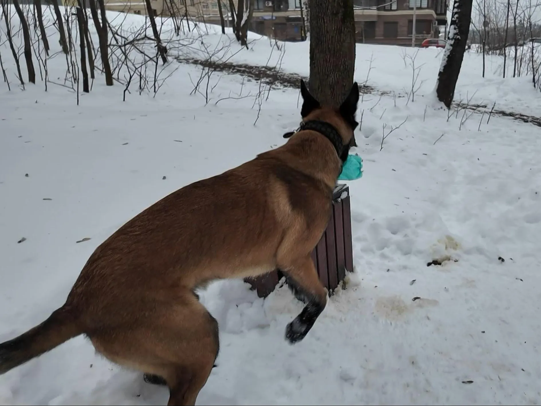 Фото: Раменский медиацентр