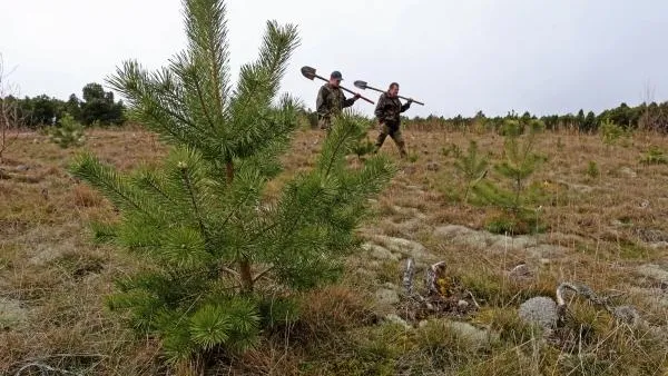 Сосны начали высаживать в экопарке «Губайловский» в Красногорске