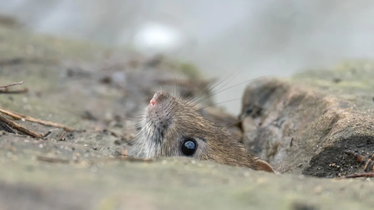 «Эй, выходи оттуда, брат»: в Домодедове курьер обнаружил в варежке пушистого беженца