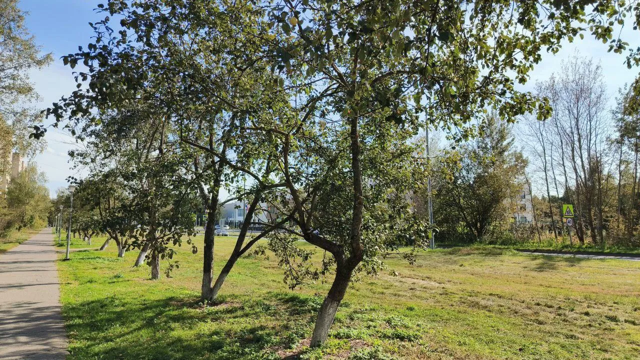 Фото: пресс-служба администрации г.о. Черноголовка