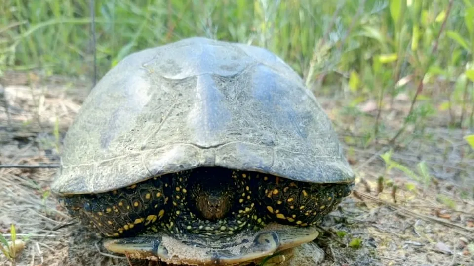 Фото: ГКУ МО «Мособллес»