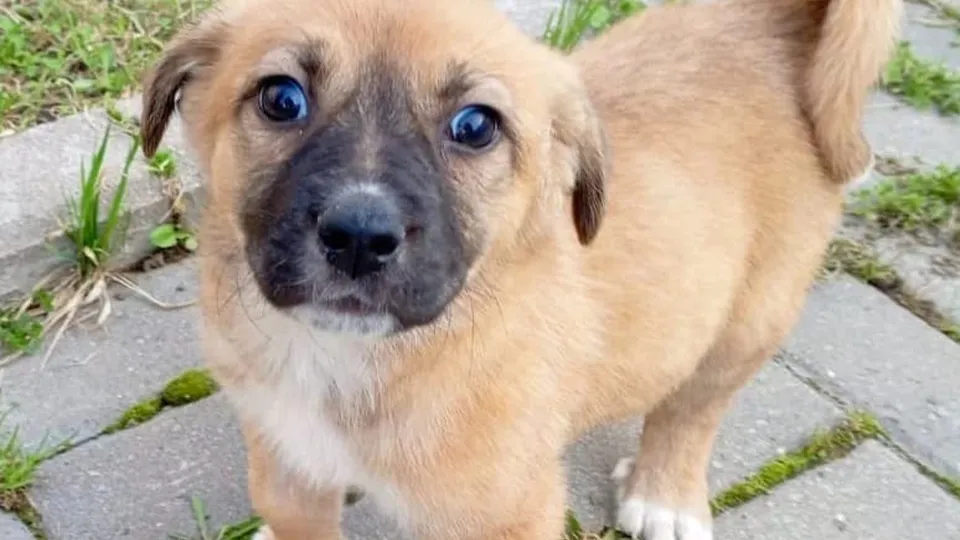 Фото: t.me/istramalaya