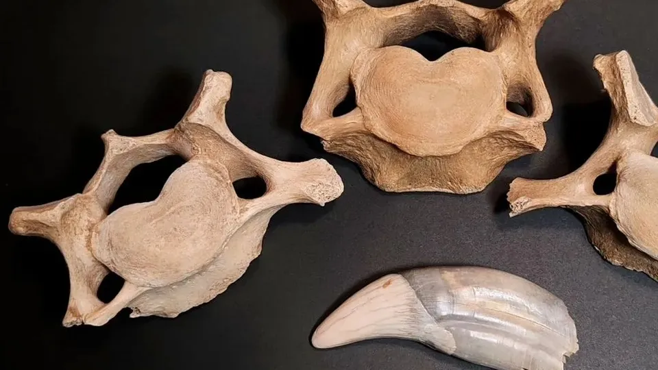 Фото: городская доска объявлений