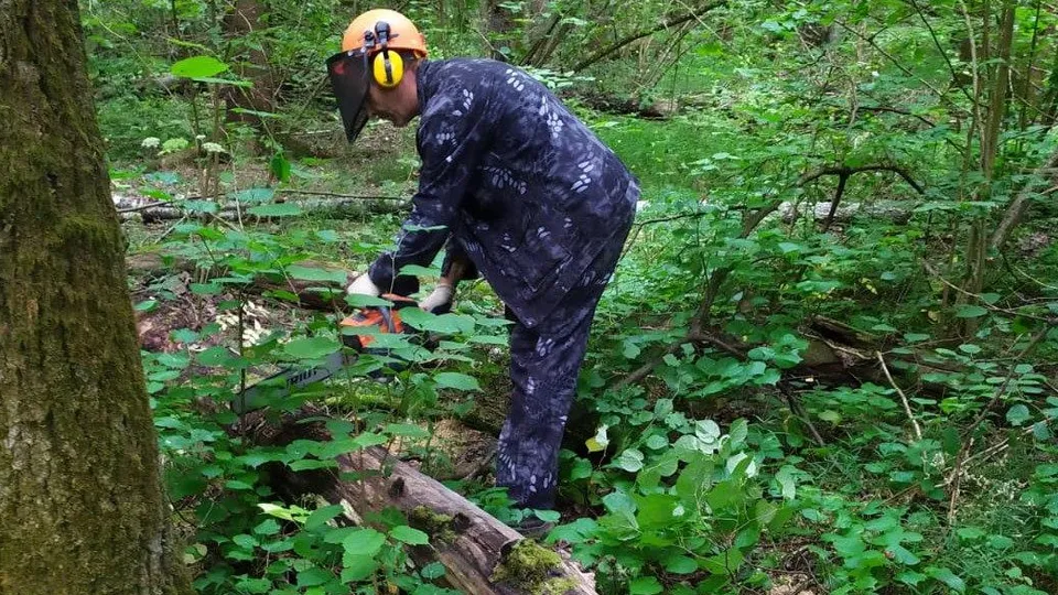 Фото: Комитет лесного хозяйства Московской области