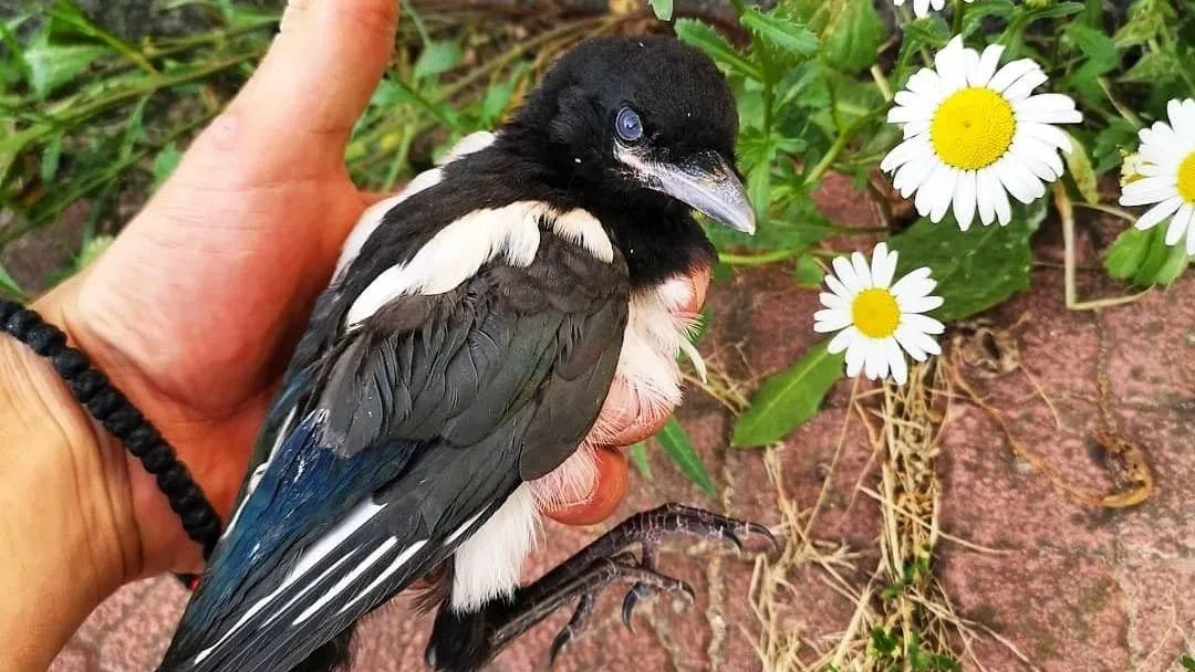 Фото: МедиаБанк Подмосковья/Ульянов А.И.