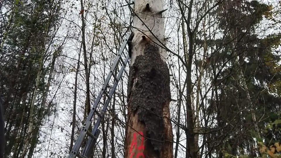 Фото: Комлесхоз МО