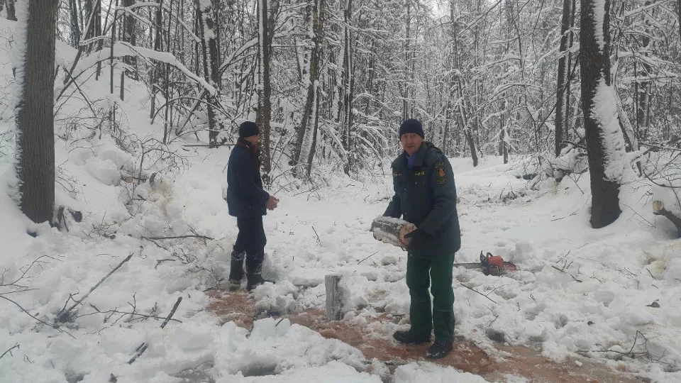 Фото: Комитет лесного хозяйства Московской области
