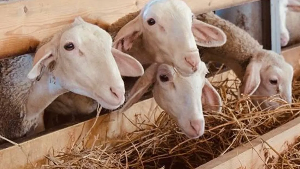 Фото: компания «Рота-Агро»