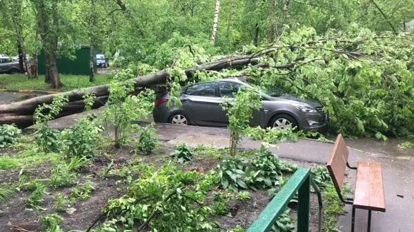 В Подольске сильный ветер повалил деревья