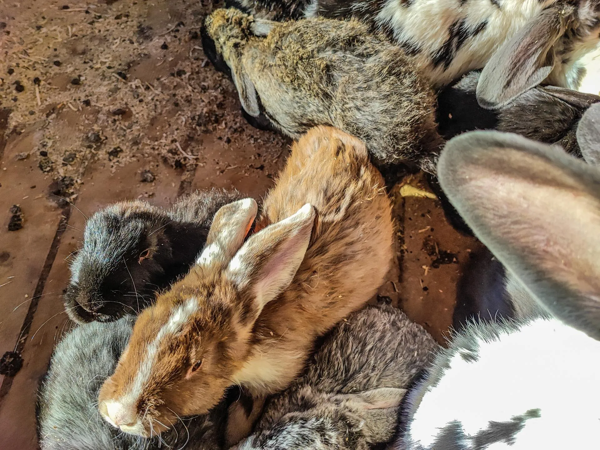 Данила Кирьянов