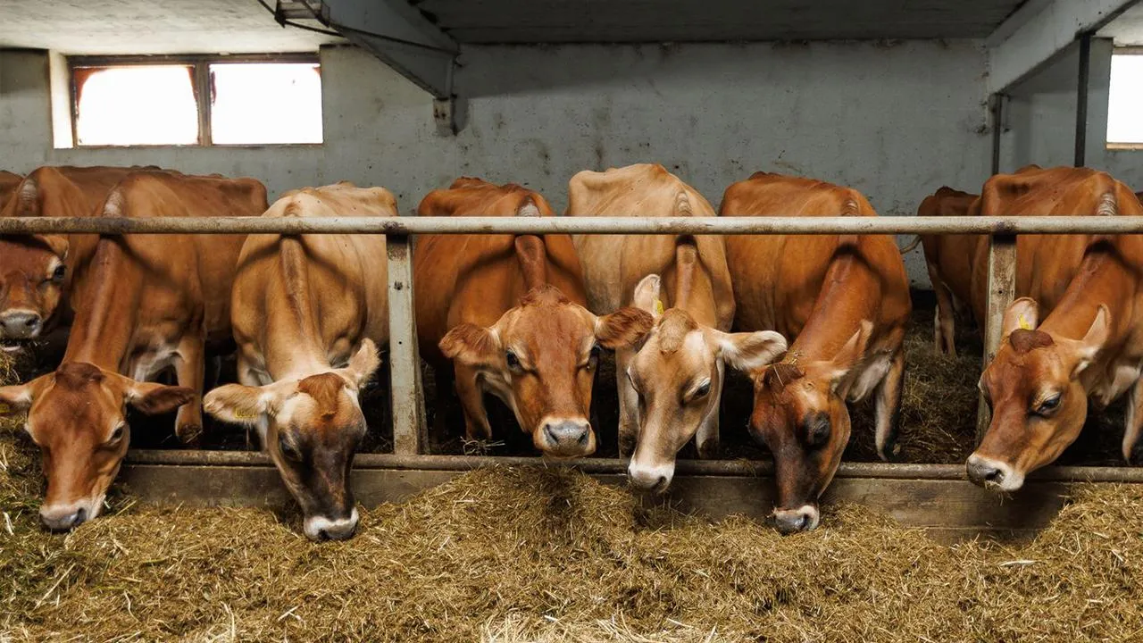 медиасток.рф