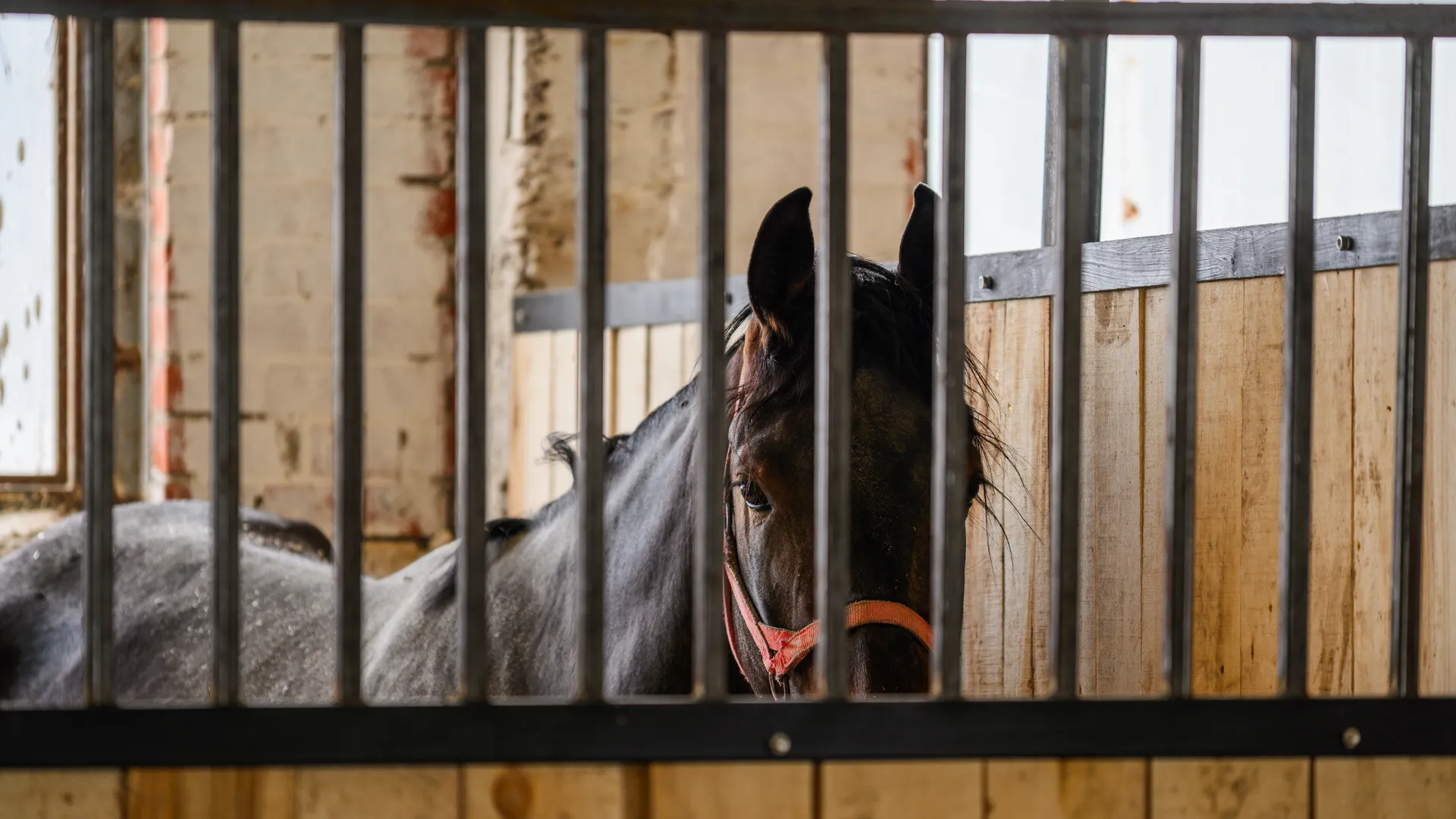«Выкапывают еду из-под снега»: лошади бродят в лютый мороз по улицам поселка в Кузбассе