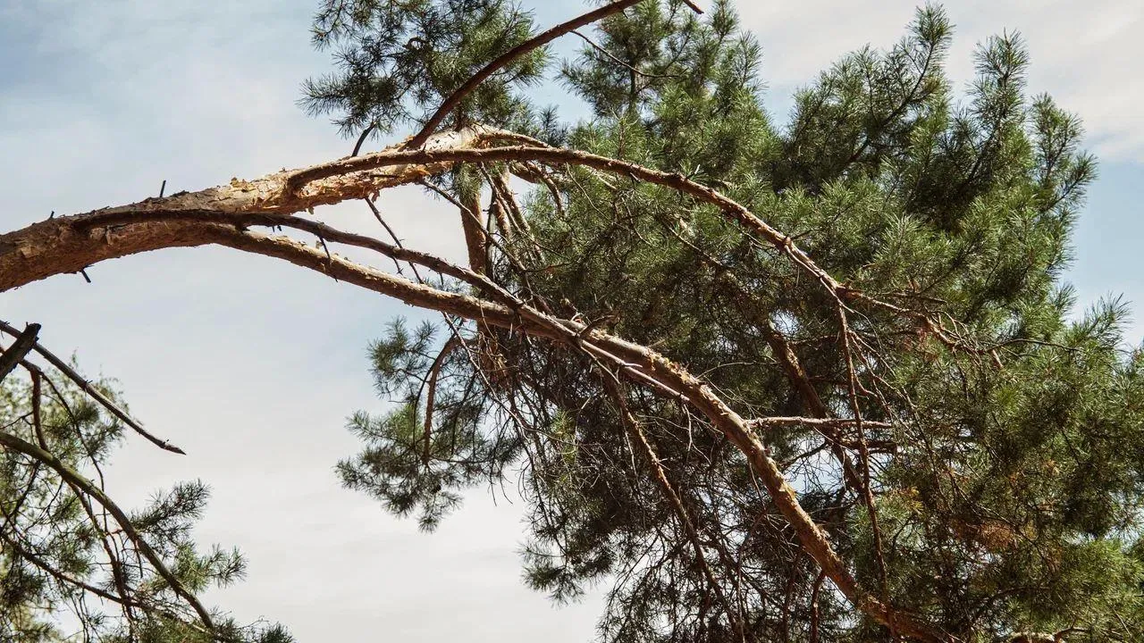 REGIONS/Наталья Надточая