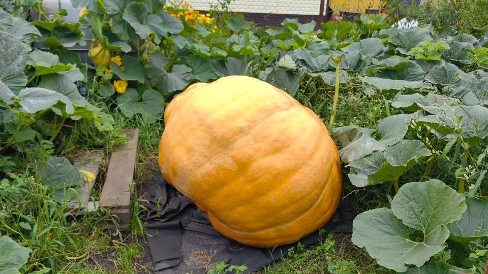 Фото: из личного архива Александра Чусова