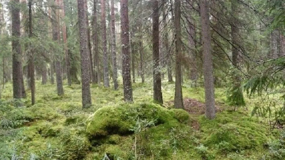 Фото: природоохранный фонд «Верховье»