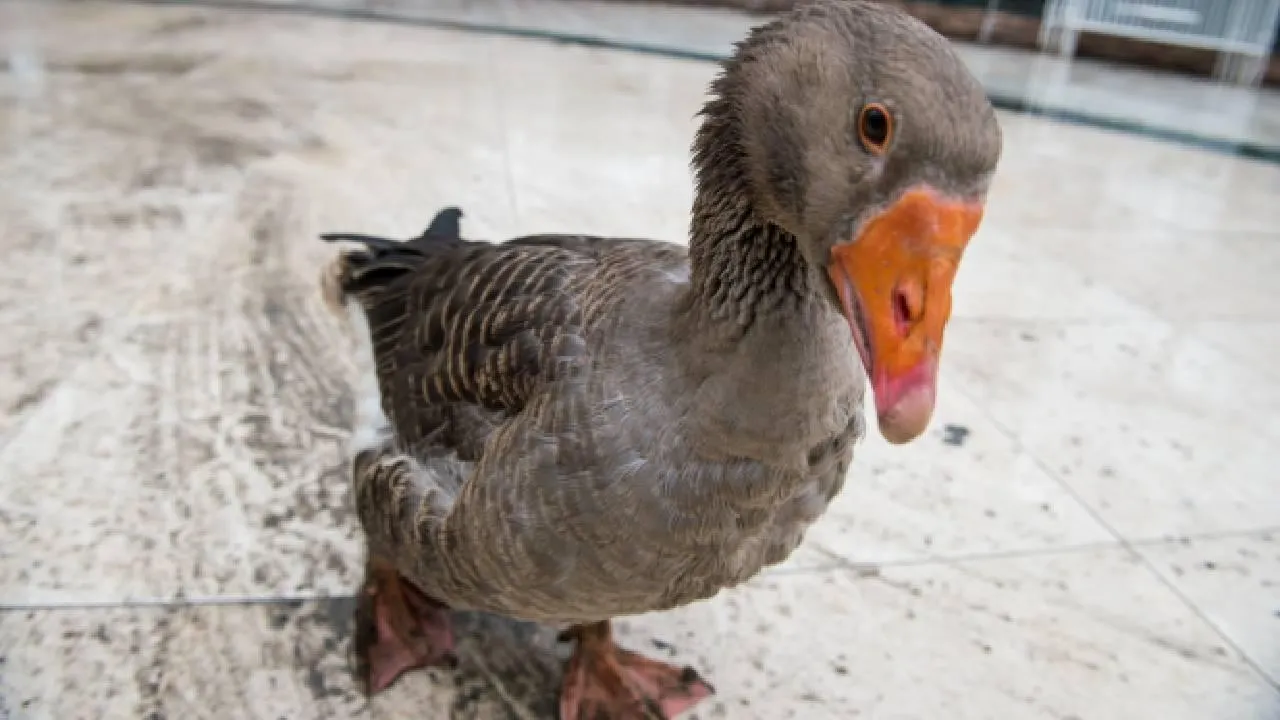 Климат сбил ритм: охотинспекторы спасли гуся, оставшегося у замерзшего водоема