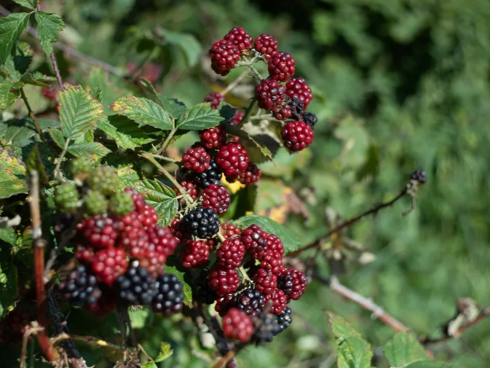 Фото: unsplash.com