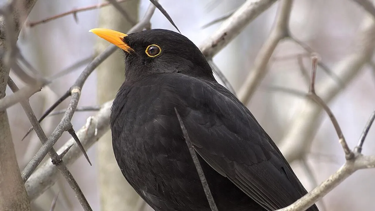 commons.wikimedia/Dion Art