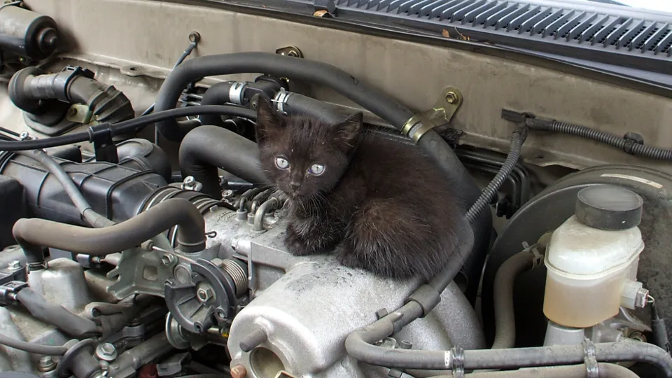 Фото: istockphoto.com/Richard Par