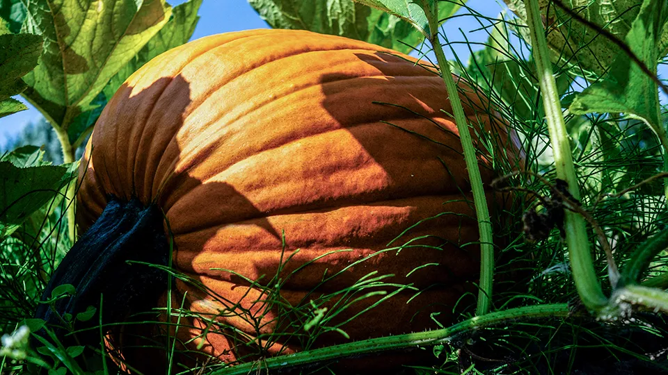 Фото: ТАСС/Zuma