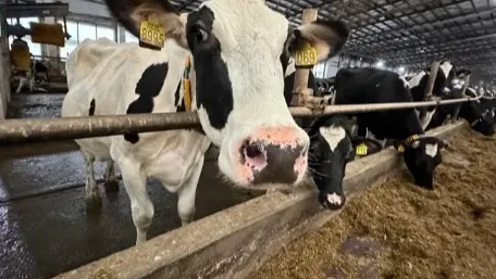 Корова. Фото: Минсельхозпрод МО