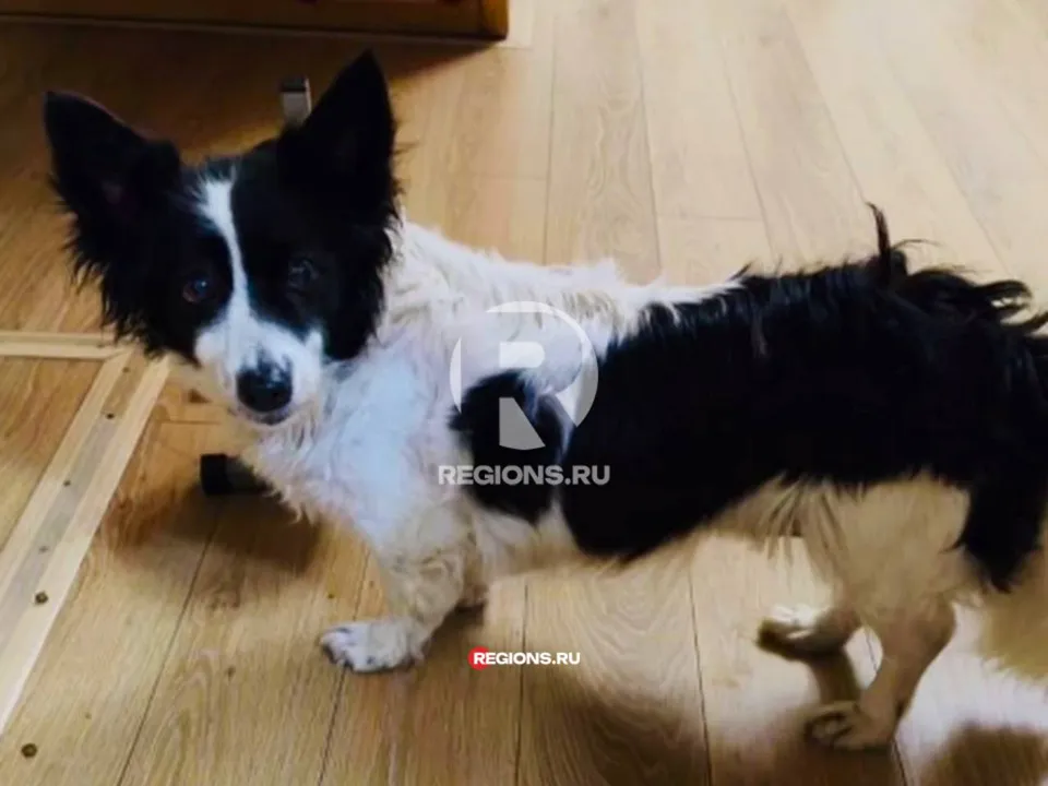 Так выглядела Тося буквально за несколько дней до своего двухмесячного побега. Фото: предоставлено волонтерами