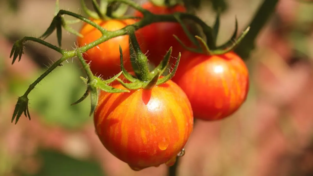 istockphoto.com/Bondas Olga