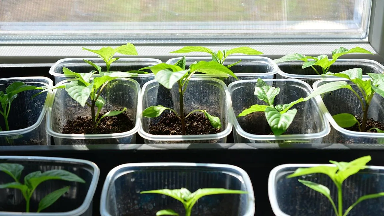 istockphoto.com/Irina Khabarova