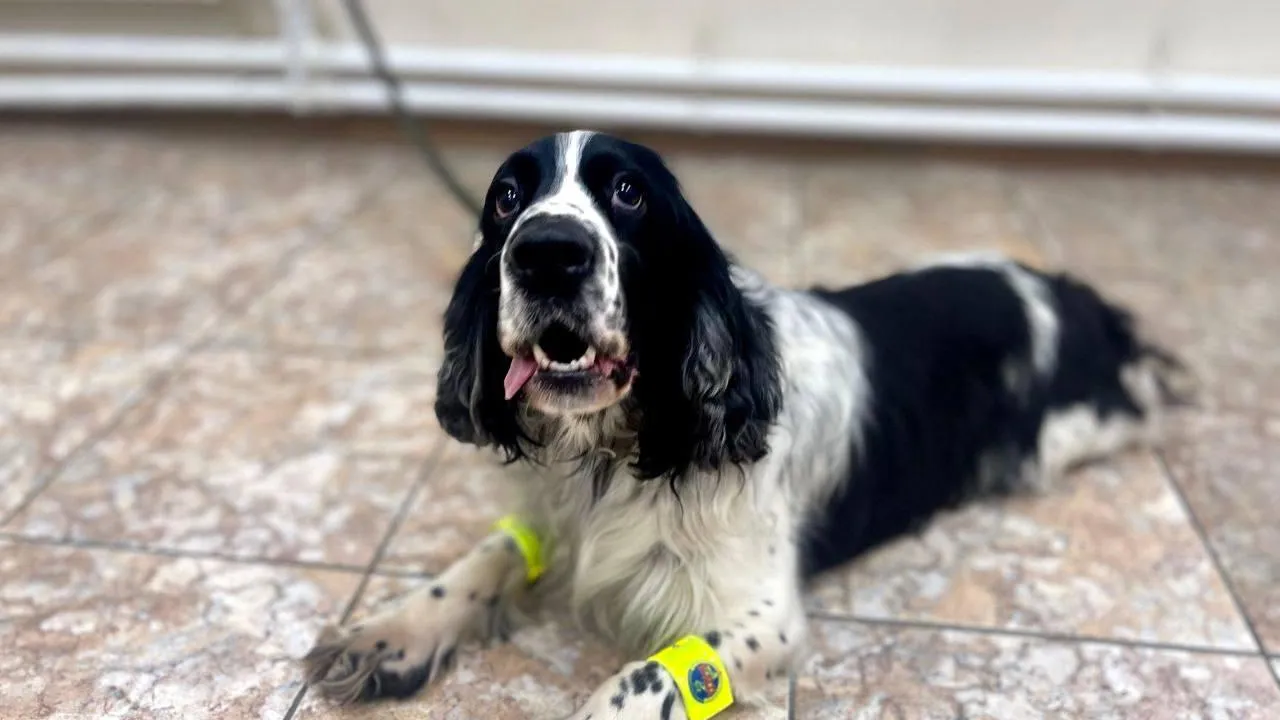 Фото: Госавтоинспекция Московской области