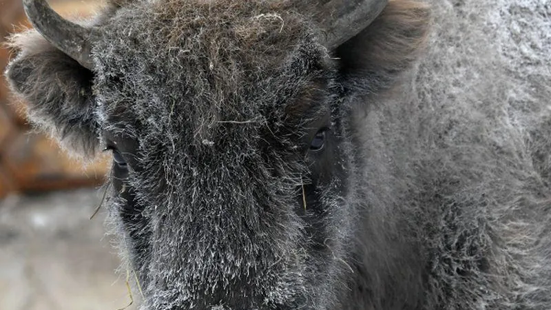 Вольную популяцию зубров пропишут в Подмосковье