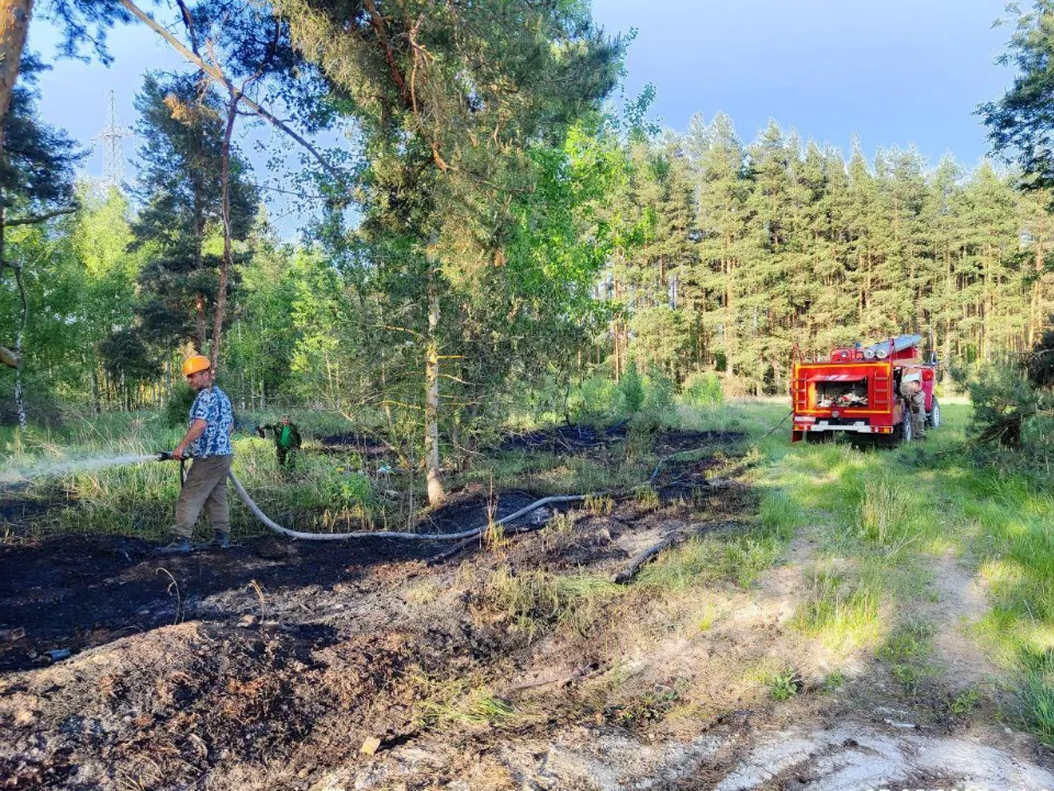 Фото: Комитет лесного хозяйства Московской области
