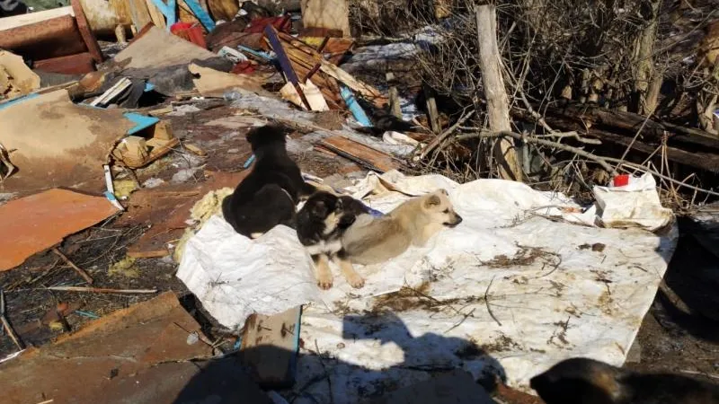 Собаки в подвале: хозяина приюта в Чехове обвинили в жестоком обращении с животными