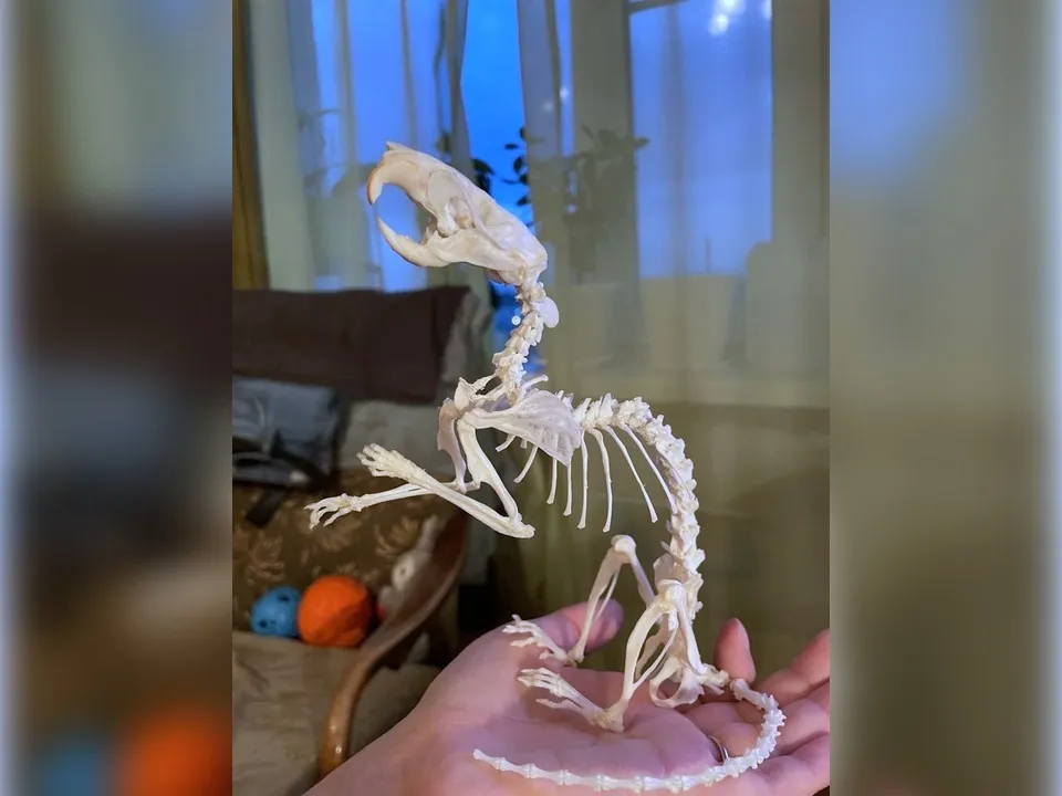 Скелет крысы