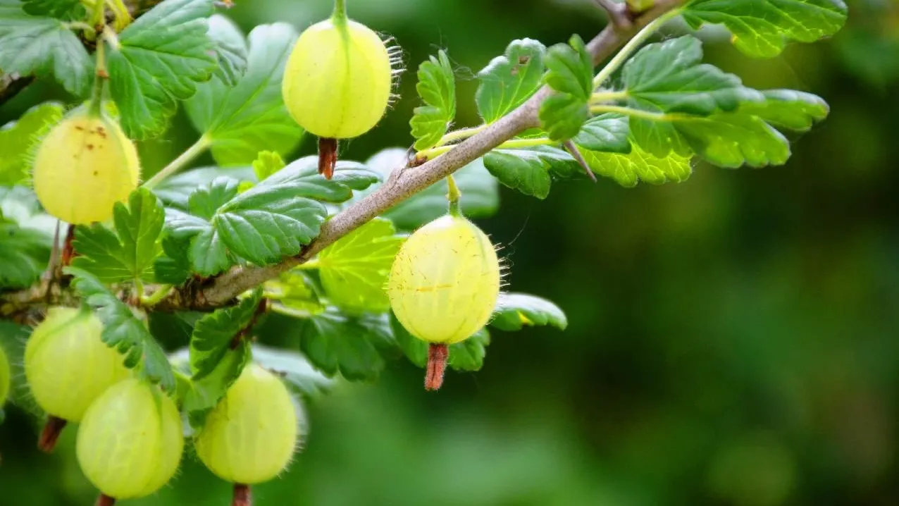 Агроном Епифанцев рассказал о правилах ухода за крыжовником в марте