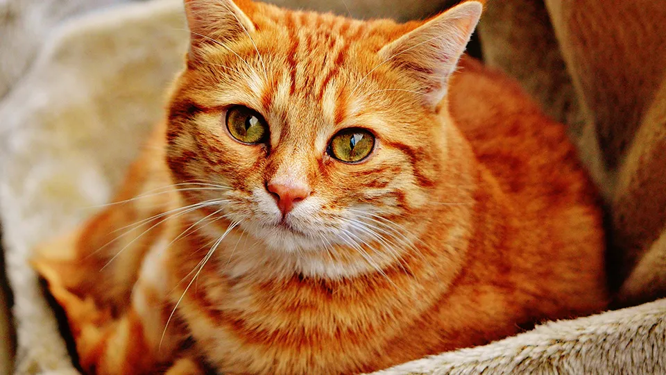 Фото: pxhere.com