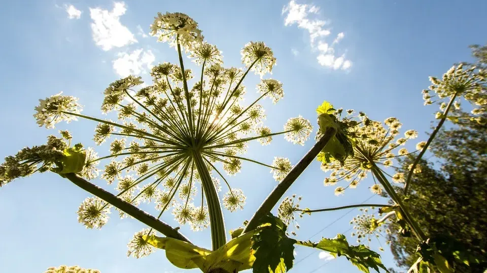 медиасток.рф
