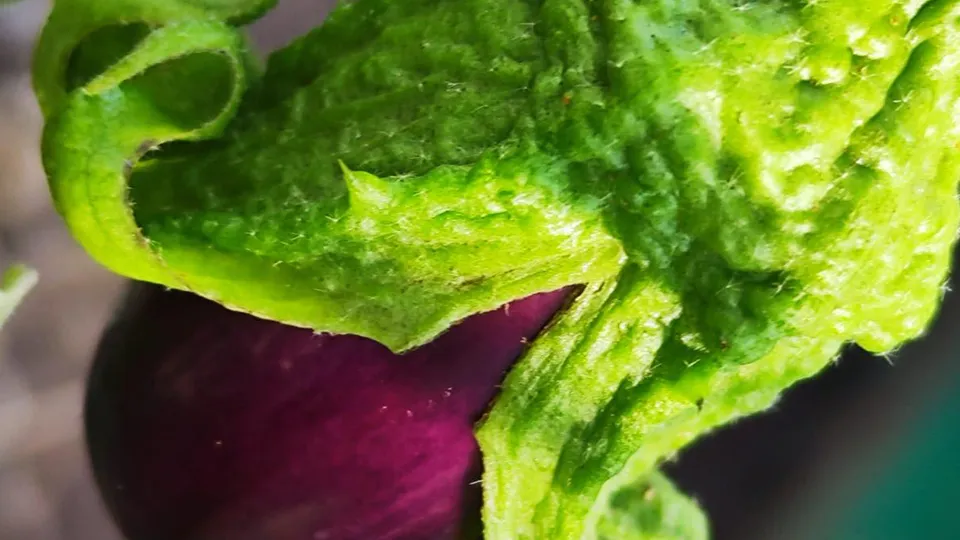 Фото: Министерство социального развития МО