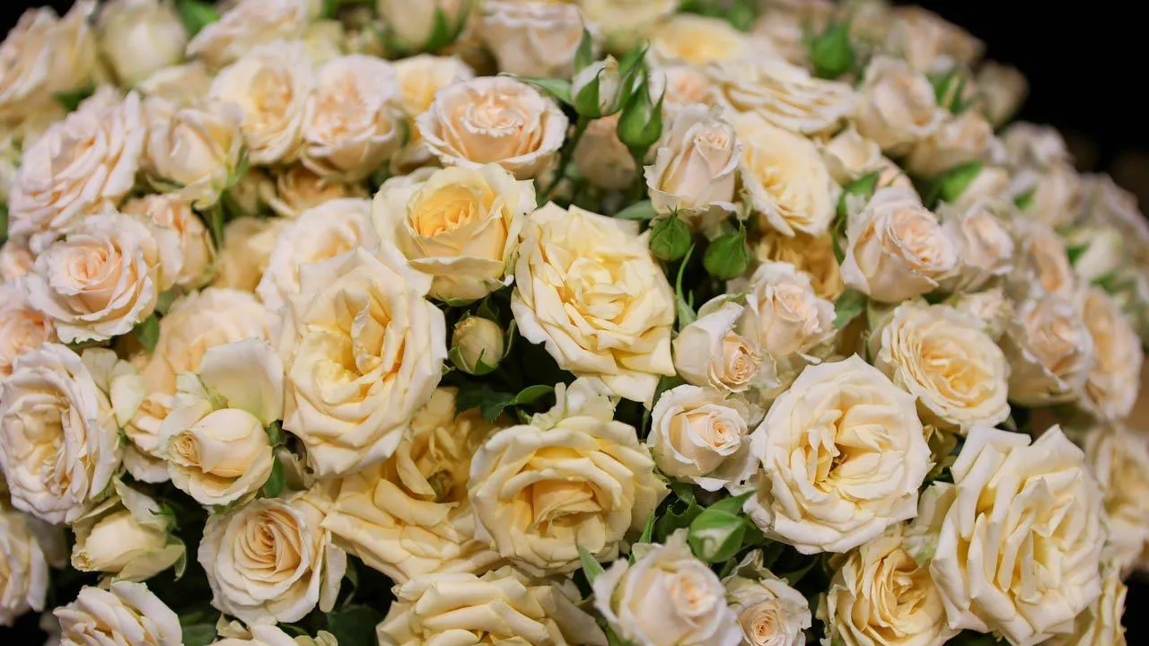 REGIONS/Роман Малышенко