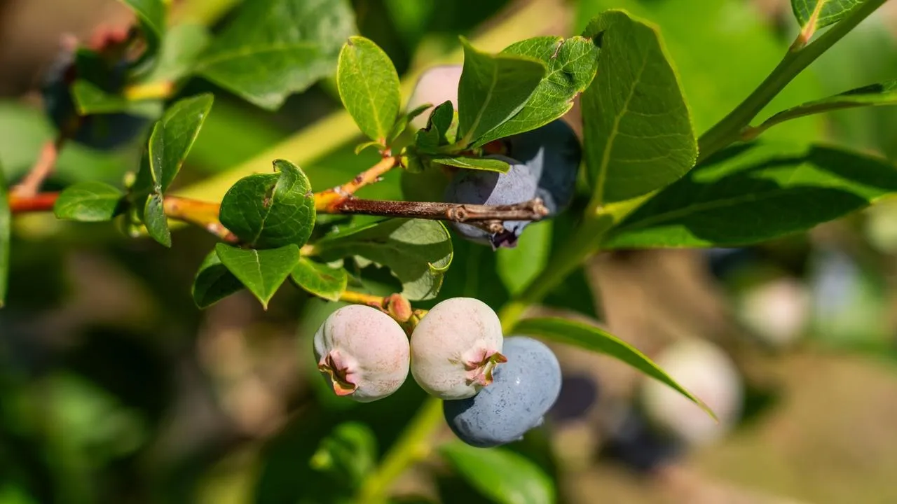 медиасток.рф