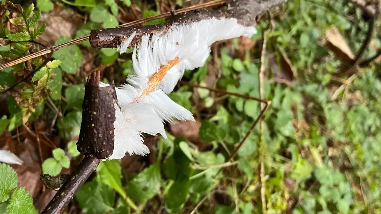 Комитет лесного хозяйства Московской области