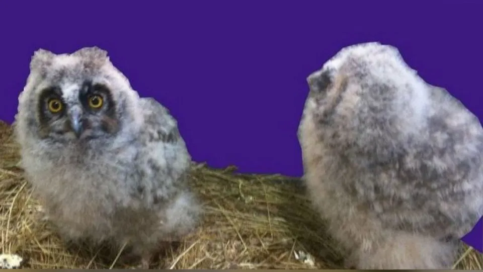 Фото: vk.com/Подслушано в Пущино