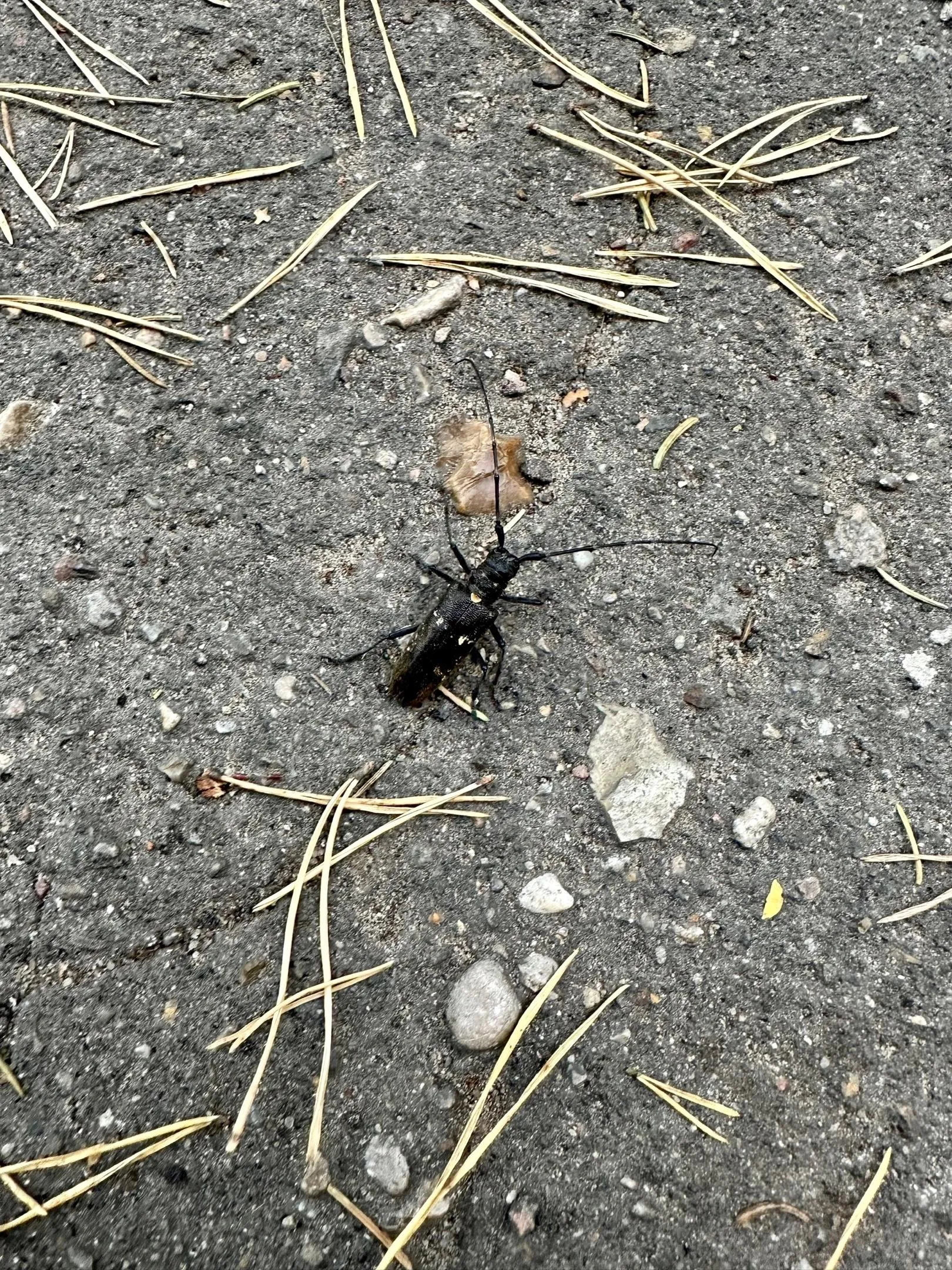 Фото: Родина - Снегири. Истринский городской округ / ВКонтакте