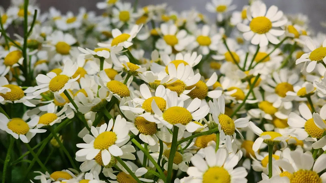 МедиаБанк Подмосковья/Екатерина Данилина